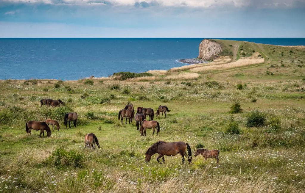 Langelands natur med havet i baggrunden, store åbne vider og heste som græsser